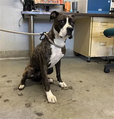 A young large-sized female Boxer dog named Barbara for adoption in Camarillo, CA