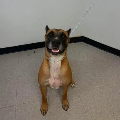 An adult large-sized male Yellow / Tan / Blond / Fawn Boxer dog named Dozer for adoption in Bastrop, TX