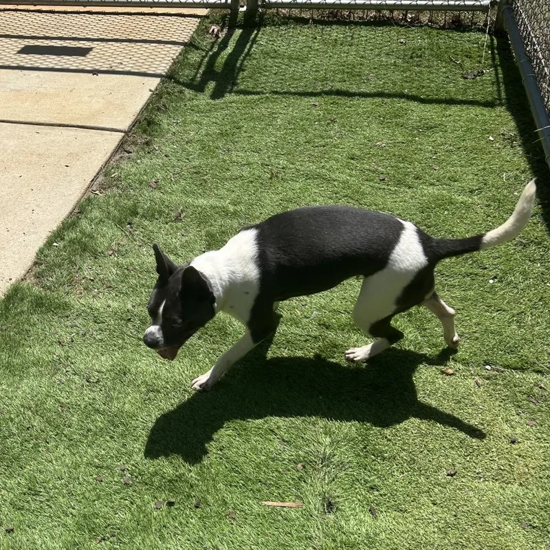 Dottie thumbnail 4