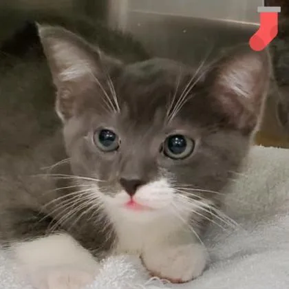 An adult medium-sized female Gray & White Domestic Short Hair cat named Daisy for adoption in Lansing, MI