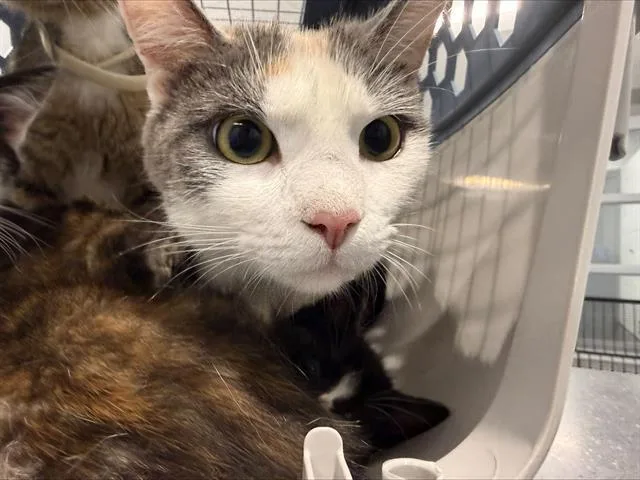 An adult medium-sized female Domestic Short Hair cat named Frio for adoption in Charlotte, NC