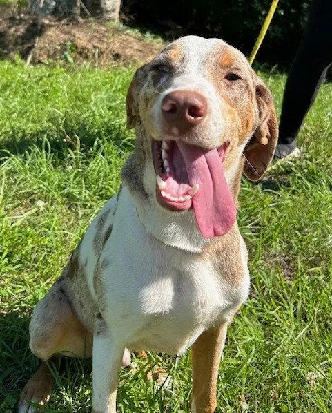 A young medium-sized male Catahoula Leopard Dog dog named Blueberry for adoption in Wetumpka, AL