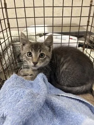 A baby small-sized male Domestic Short Hair cat named Jeffrey for adoption in Honolulu, HI