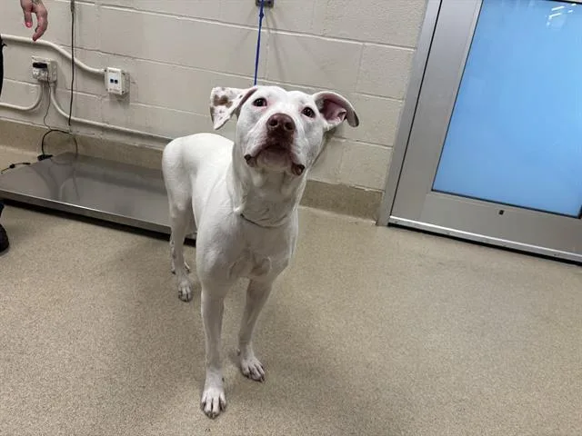 A young large-sized female American Staffordshire Terrier dog named Gumdrop for adoption in Grand Prairie, TX