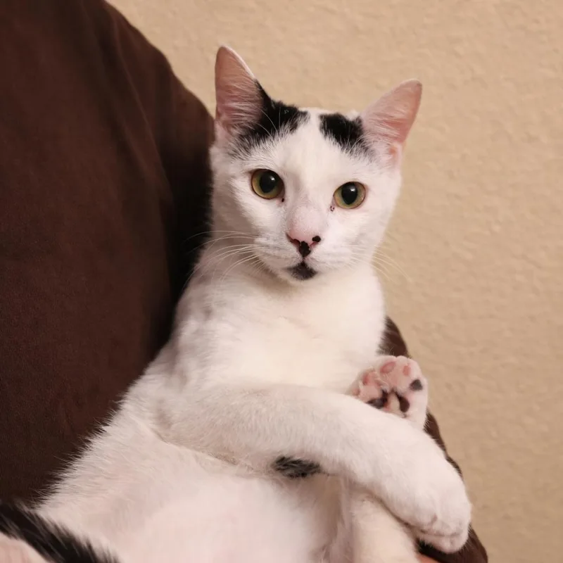 A baby medium-sized male Black Domestic Short Hair cat named Yang for adoption in Liverpool, TX
