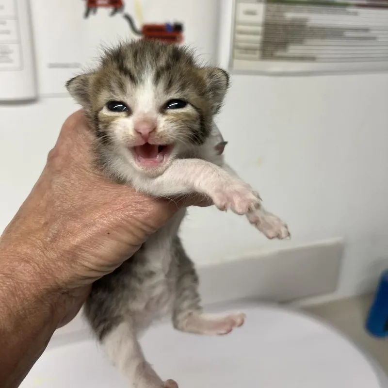 A baby small-sized male Brown / Chocolate Domestic Short Hair cat named Caramel Truffle for adoption in St. Louis, MO