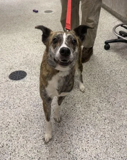 An adult medium-sized female Brown / Chocolate Mixed Breed dog named Sashay for adoption in Kansas City, MO