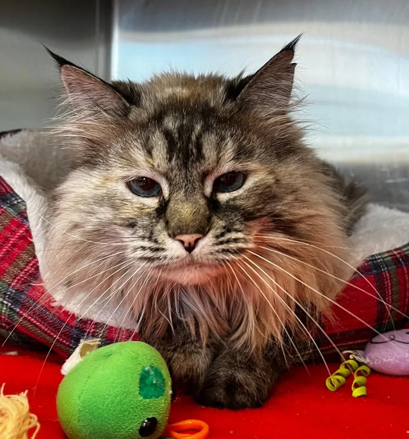 A senior medium-sized female Siamese cat named Boo for adoption in Logan, UT