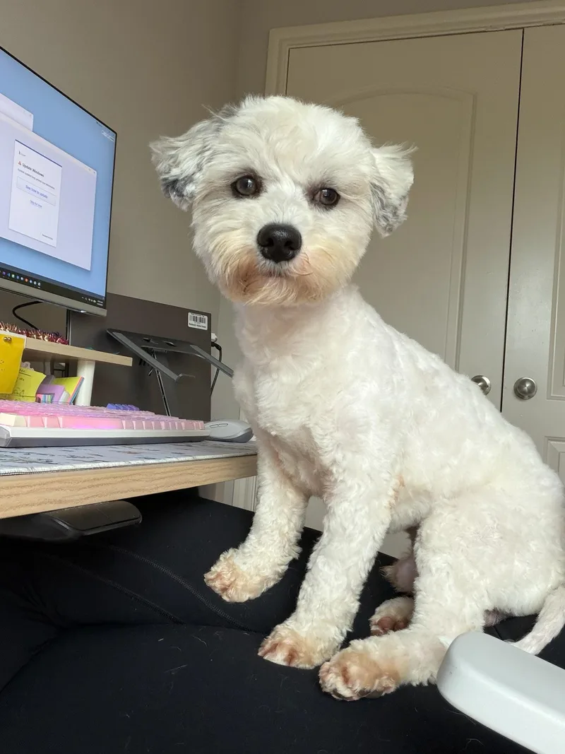A young small-sized male Miniature Poodle dog named Ziggy for adoption in Houston, TX