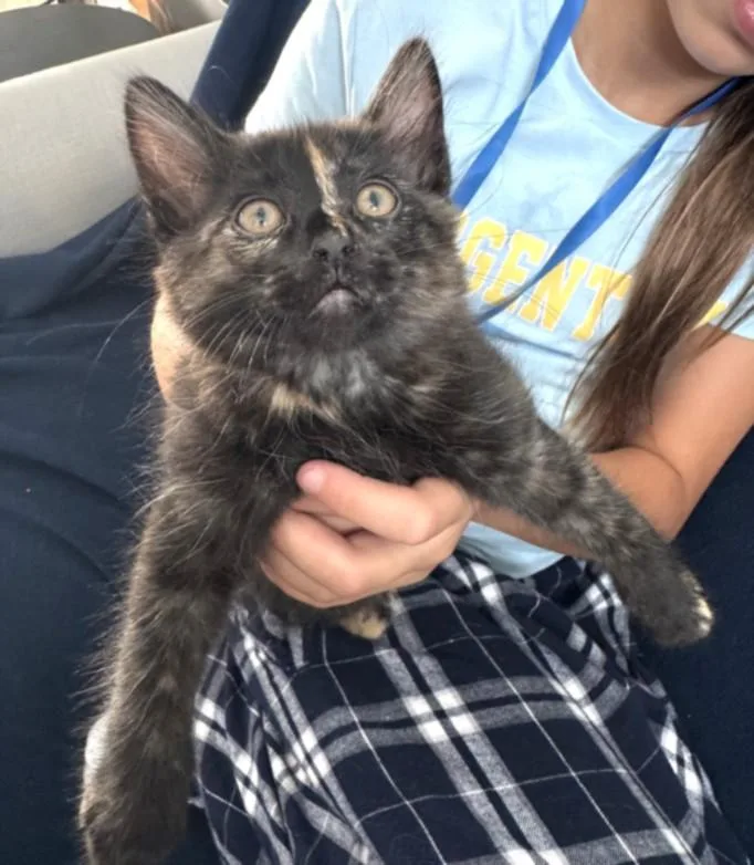 A baby small-sized female Domestic Short Hair cat named Snickers for adoption in Burbank, CA