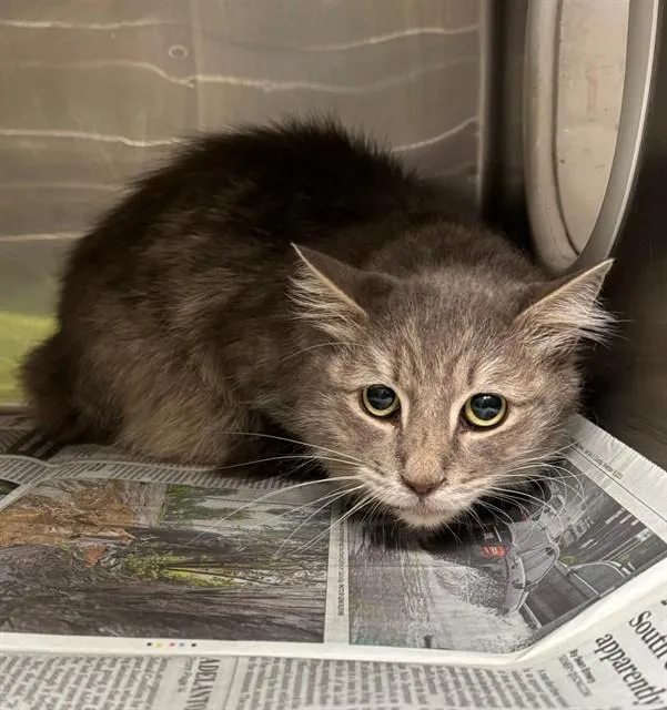 A senior medium-sized male Domestic Short Hair cat named Phoenix for adoption in Baldwin Park, CA