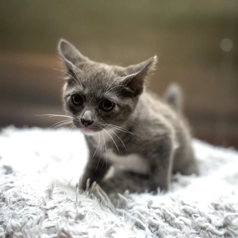 A baby small-sized female Gray / Blue / Silver Domestic Short Hair cat named Amelia for adoption in Gainesville, GA