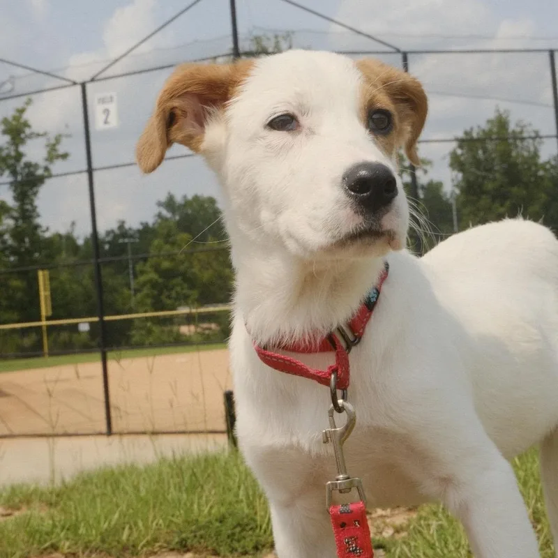 A baby medium-sized female White / Cream Terrier dog named Gracie for adoption in Kannapolis, NC