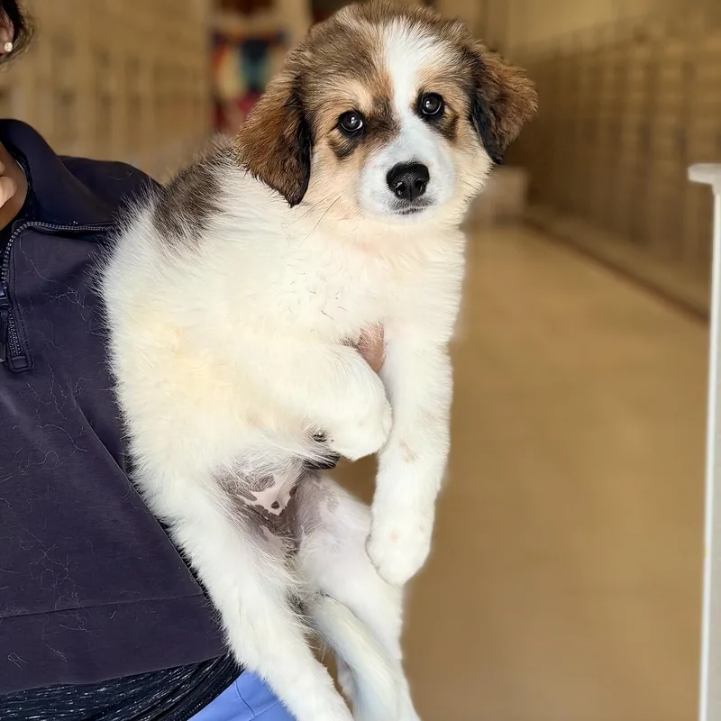 A baby large-sized female Great Pyrenees dog named America for adoption in Chicago, IL