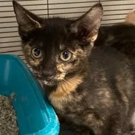 A baby medium-sized female Domestic Short Hair cat named Avery for adoption in Ocean Isle Beach, NC