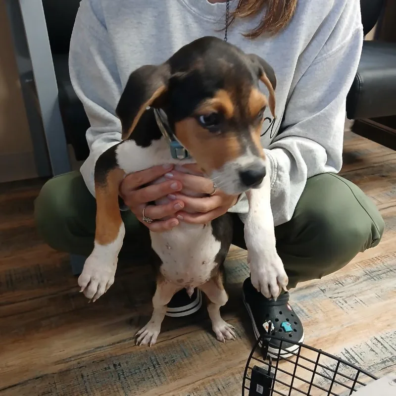 A baby medium-sized male Black Beagle dog named Huck for adoption in Opelika, AL