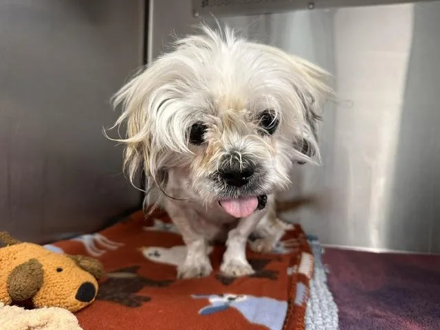 An adult small-sized male Lhasa Apso dog named Caliber for adoption in Albuquerque, NM