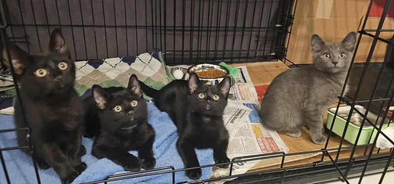 A young small-sized male Black Domestic Short Hair cat named Cristiano for adoption in Aurora, CO