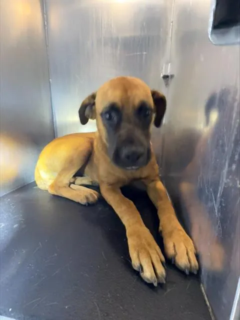 A young medium-sized female Hound dog named Gretchen for adoption in San Antonio, TX