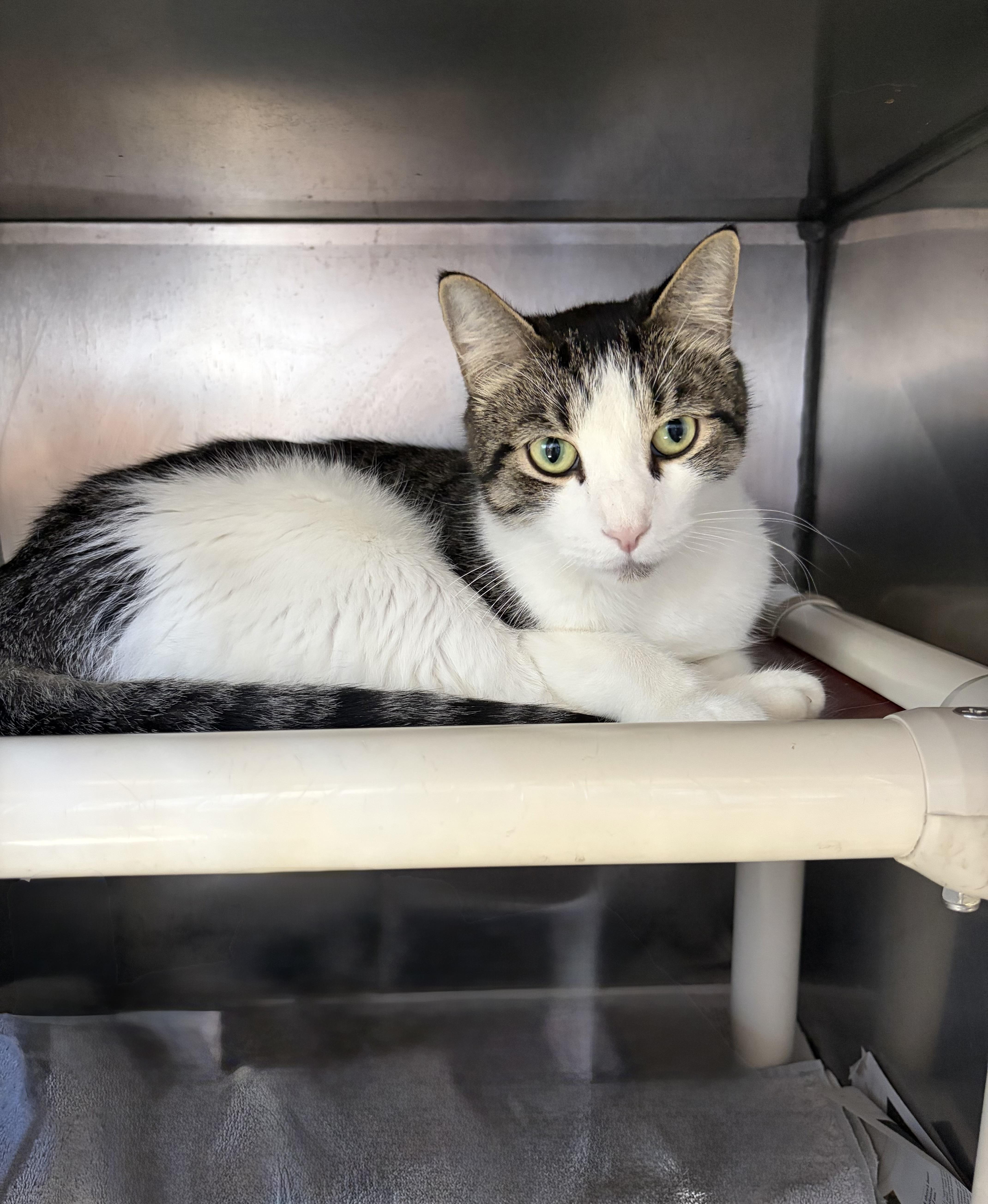 An adult medium-sized male Domestic Short Hair cat named Leo for adoption in Somerset, NJ