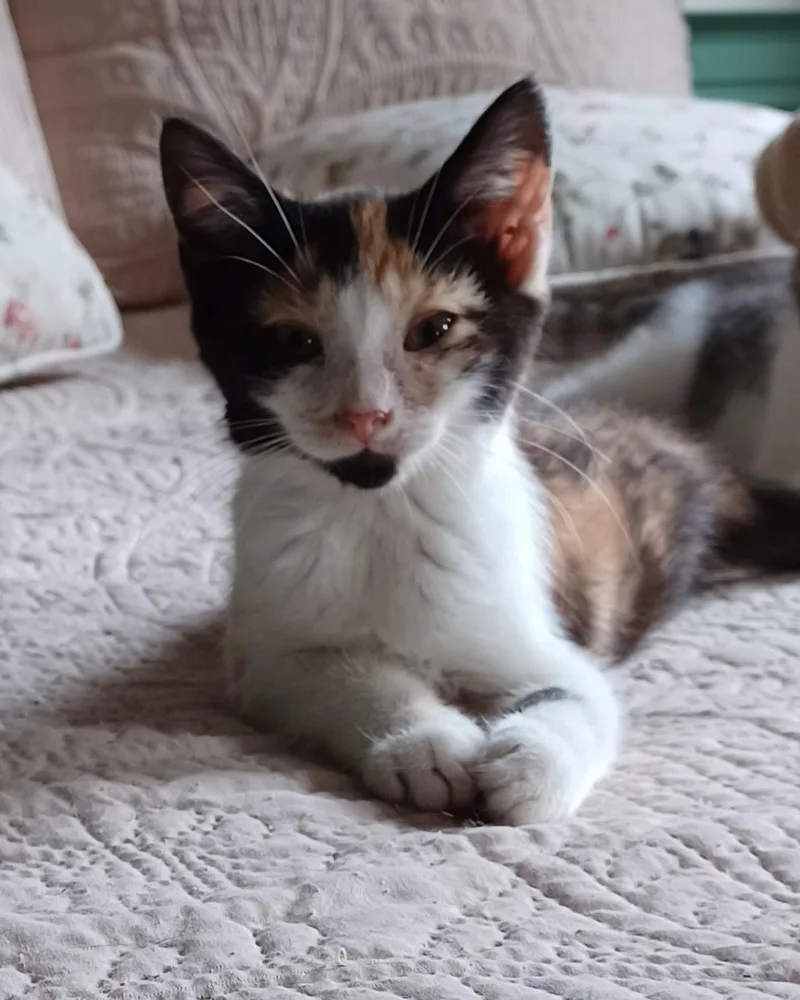 A baby medium-sized female Calico Domestic Short Hair cat named Princess Donut for adoption in Lemoyne, PA