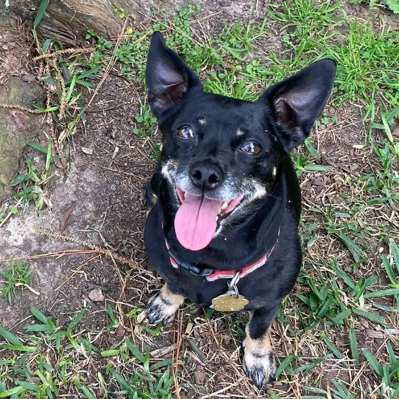 A senior small-sized female Chihuahua dog named Diamond for adoption in Houston, TX