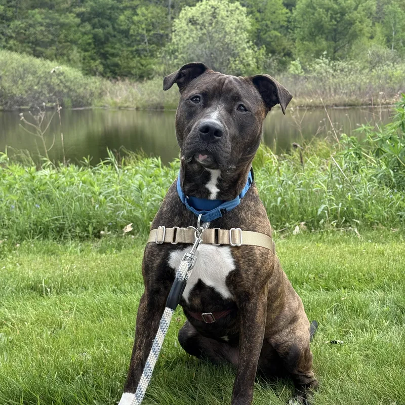 An adult large-sized female Pit Bull Terrier dog named Nina for adoption in Brownsville, VT