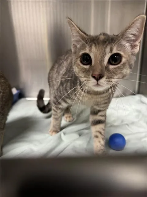 A baby small-sized female Domestic Short Hair cat named Lola for adoption in Los Angeles, CA
