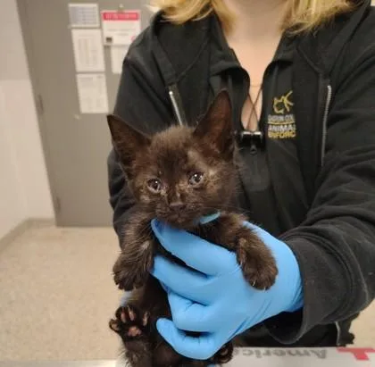 A baby small-sized female Domestic Short Hair cat named Blueberry for adoption in Gastonia, NC