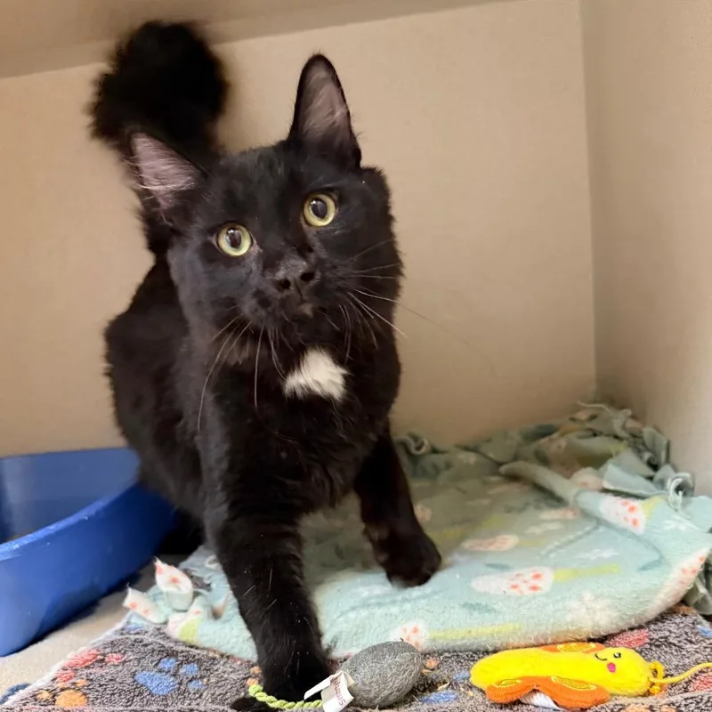 An adult medium-sized male Black Domestic Medium Hair cat named Crusade for adoption in Great Falls, MT
