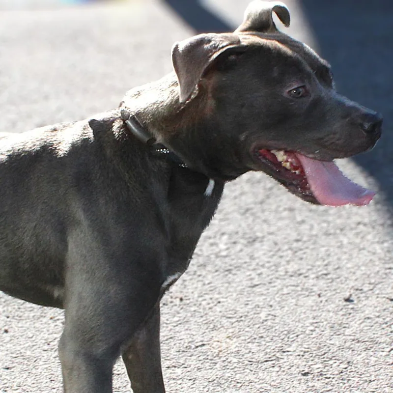 A young medium-sized male Gray / Blue / Silver Mixed Breed dog named Krueger for adoption in Las Cruces, NM