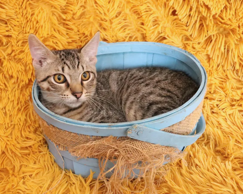 A baby medium-sized male Tabby (Buff / Tan / Fawn) Abyssinian cat named Cole for adoption in Saint Augustine, FL