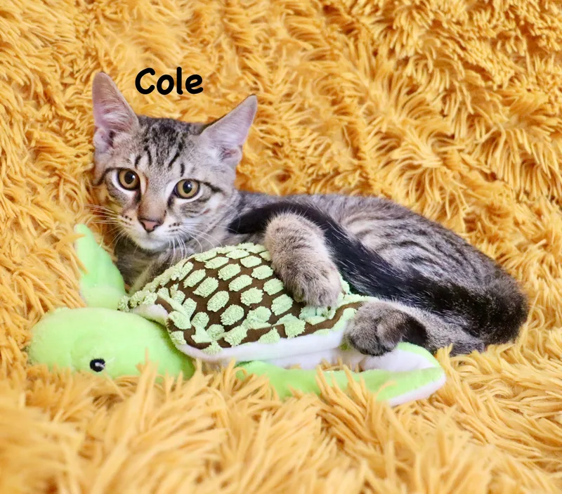 Cole thumbnail 6