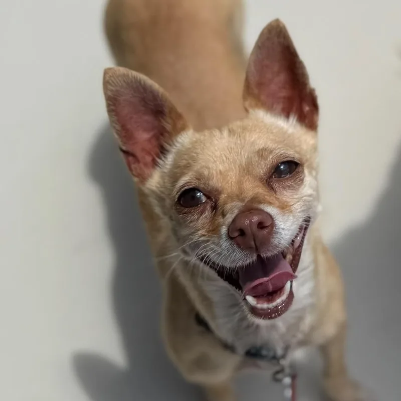 A senior small-sized female Chihuahua dog named Guera for adoption in Cumming, GA