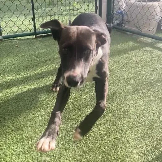 A young medium-sized female Black Labrador Retriever dog named Pen for adoption in LOXAHATCHEE, FL