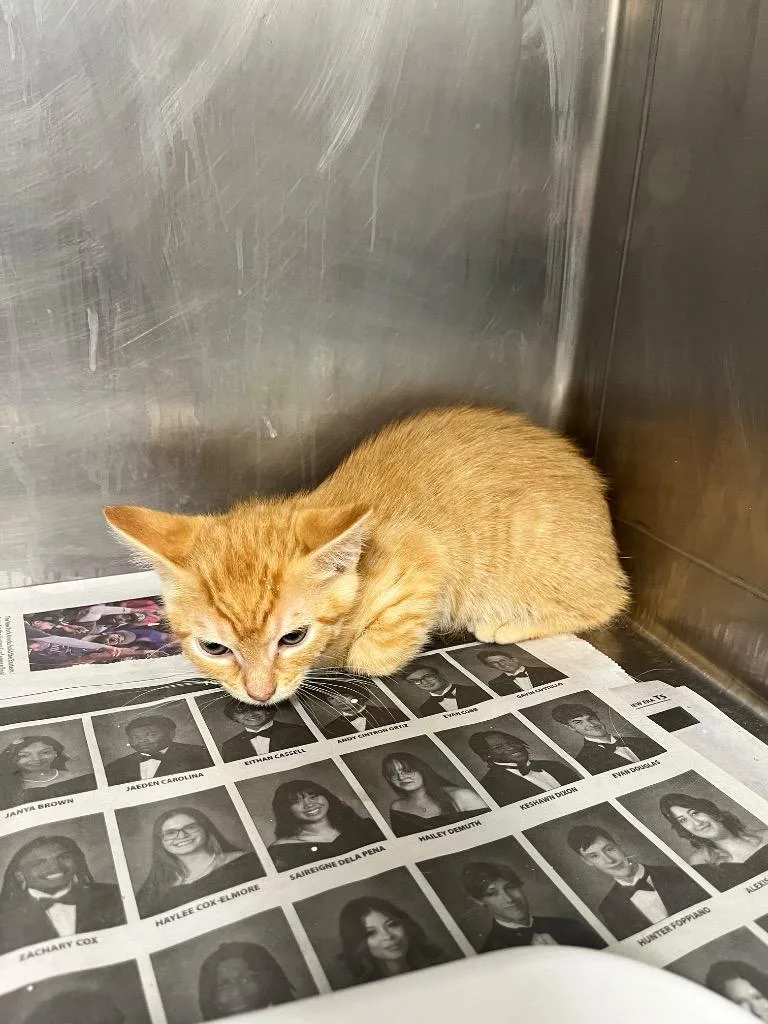 A baby small-sized male Domestic Short Hair cat named Henry for adoption in Hopkinsville, KY