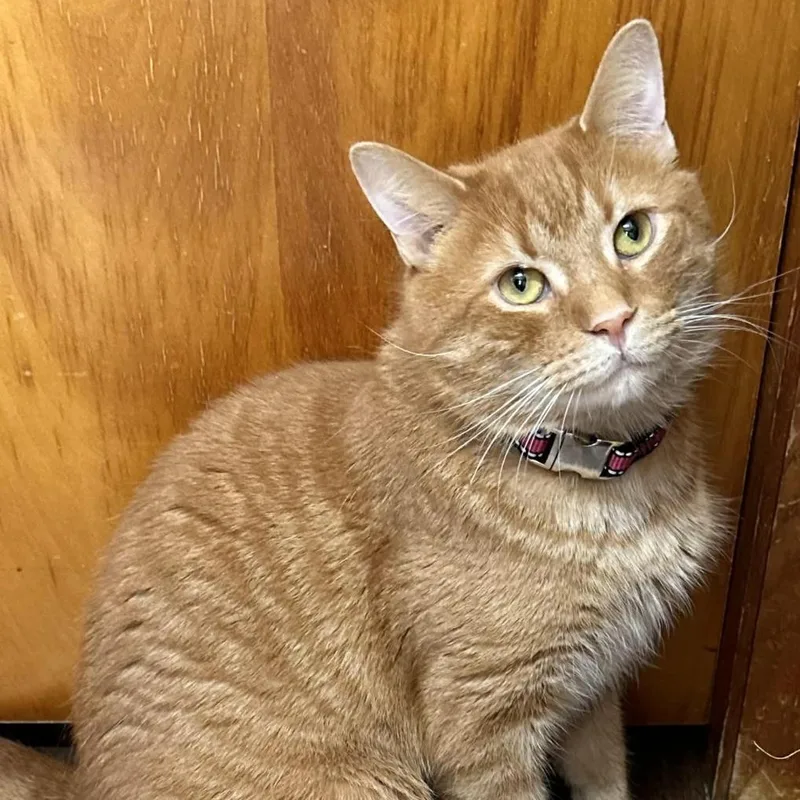 An adult medium-sized female Tabby (Orange / Red) Domestic Short Hair cat named Carissa for adoption in Kent, OH
