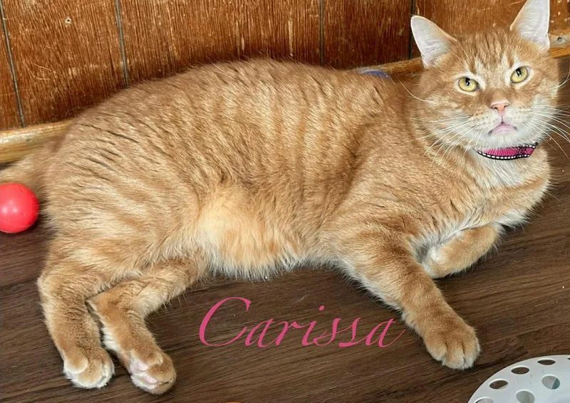 Carissa thumbnail 2