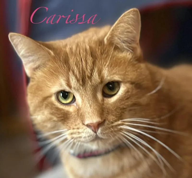 Carissa thumbnail 3