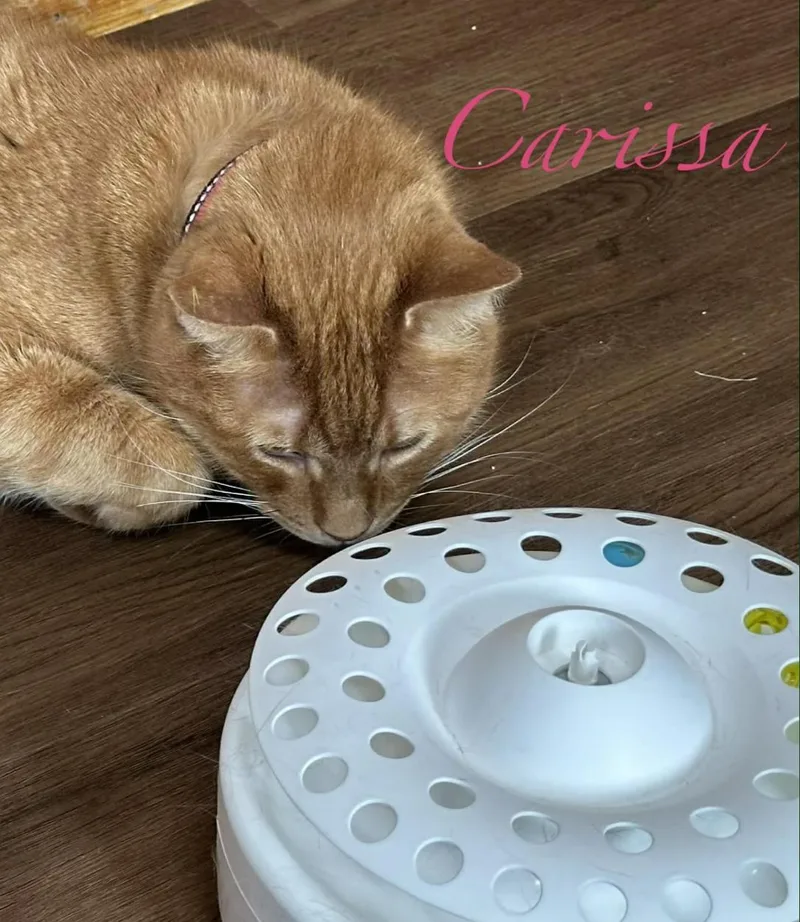 Carissa thumbnail 4