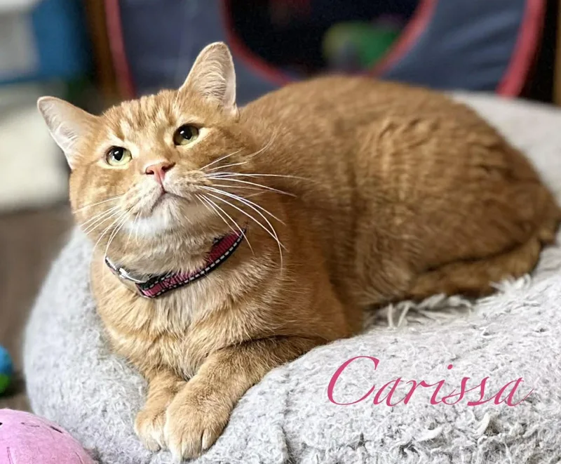 Carissa thumbnail 5