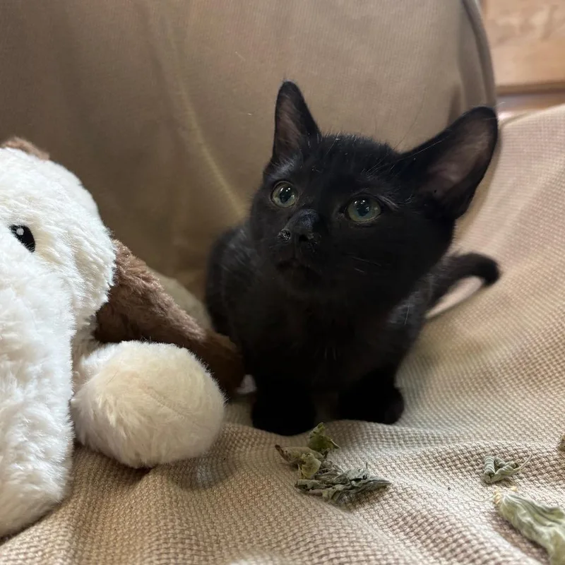 A baby small-sized female Black Domestic Short Hair cat named Licorice for adoption in Columbus, NC