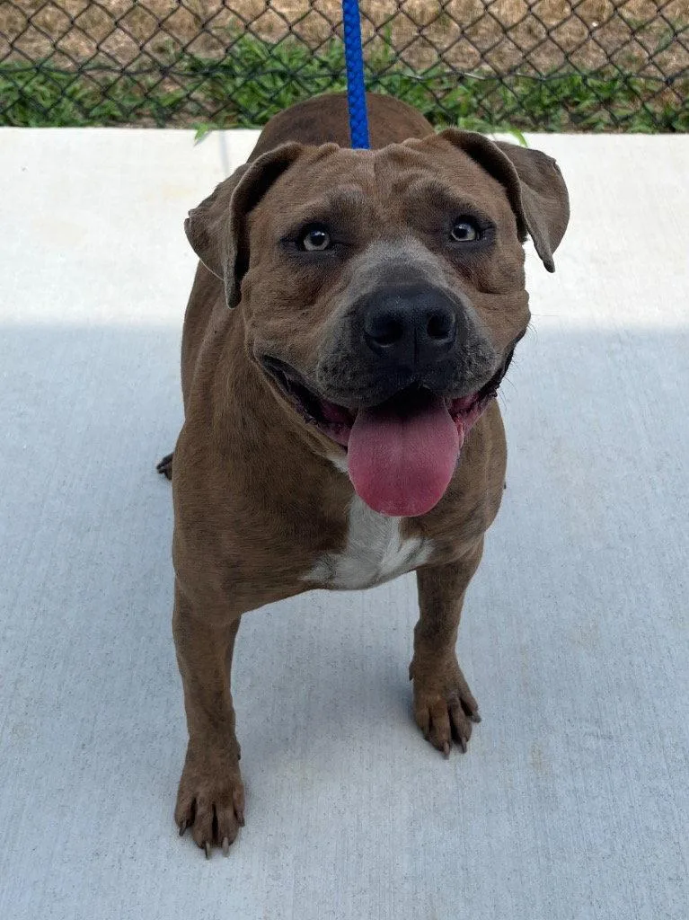 An adult medium-sized male Pit Bull Terrier dog named Travis for adoption in Tarboro, NC