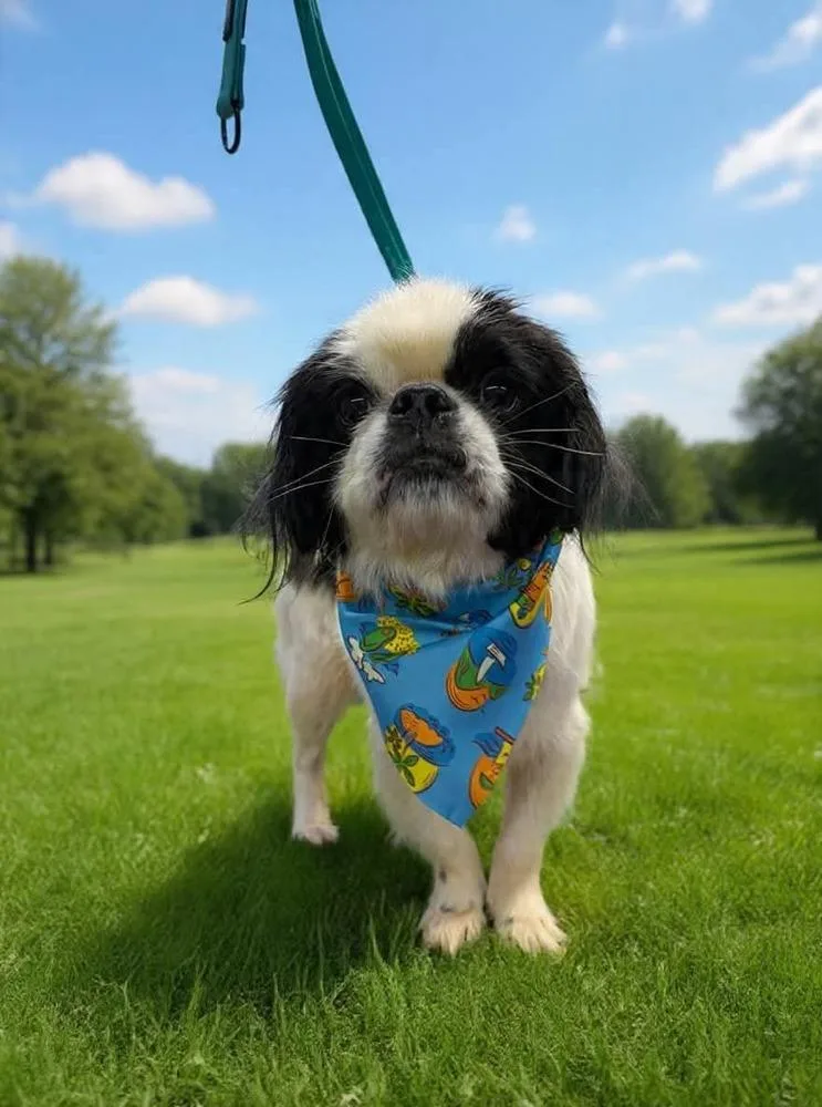 An adult small-sized male Tricolor (Brown, Black, & White) Japanese Chin dog named Mickey for adoption in Middletown, CT