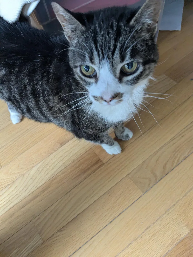 A senior medium-sized female Domestic Short Hair cat named Bubbles for adoption in Herndon, VA