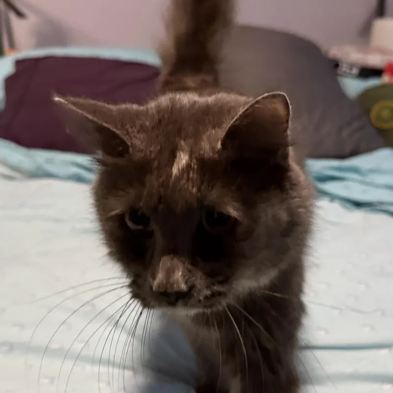 Priscilla  Queen Of thumbnail 2