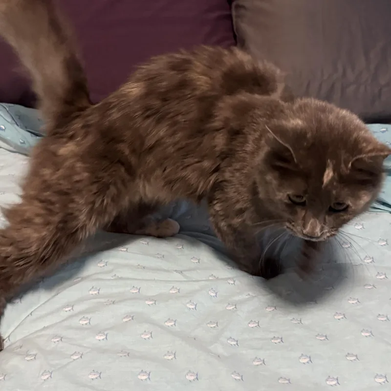 Priscilla  Queen Of thumbnail 3