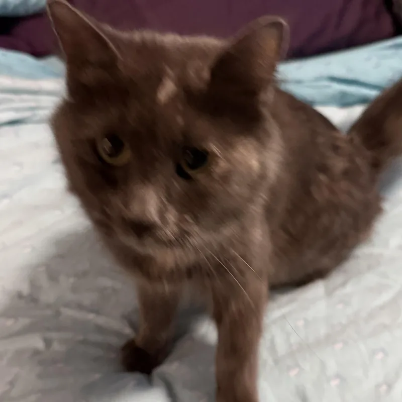 Priscilla  Queen Of thumbnail 4