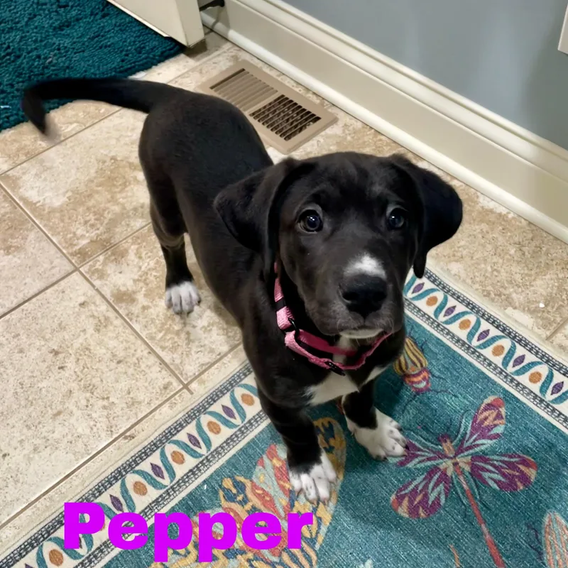 Pepper