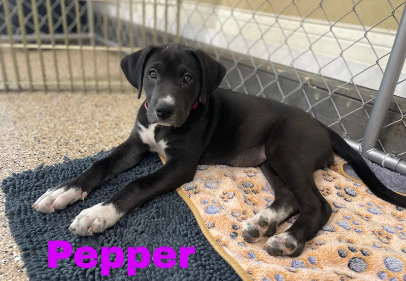 Pepper thumbnail 2